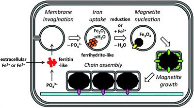 Recent Advances of Magnetic Nanomaterials in Bone Tissue Repair